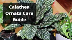 Calathea Ornata Care Growing Guide Pinstripe Plant