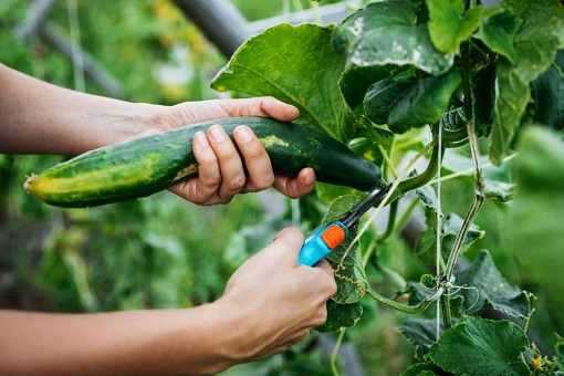 A person harvesting the cucumber plant.