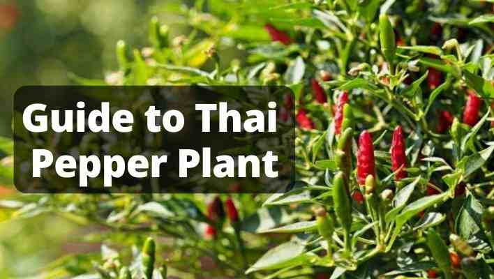 thai pepper plant