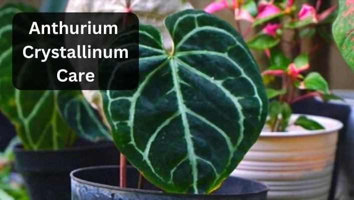 Anthurium Crystallinum