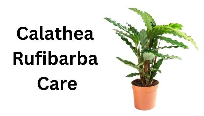 Calathea Rufibarba