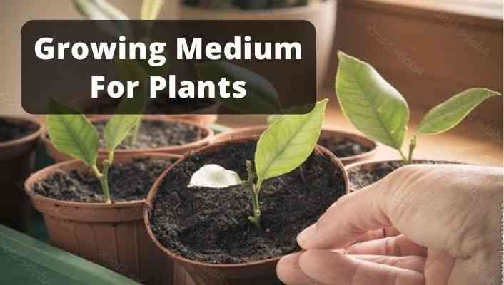 Growing Medium for Plants