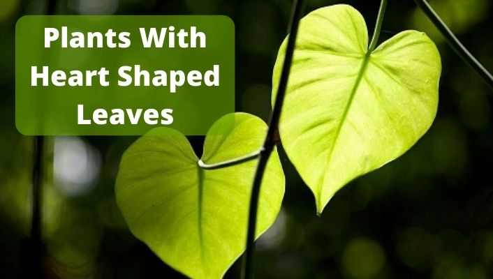 Plants With Heart Shaped Leaves