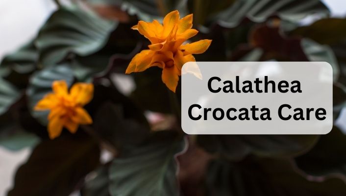 Calathea Crocata