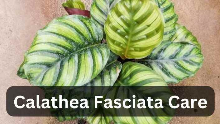 Calathea Fasciata
