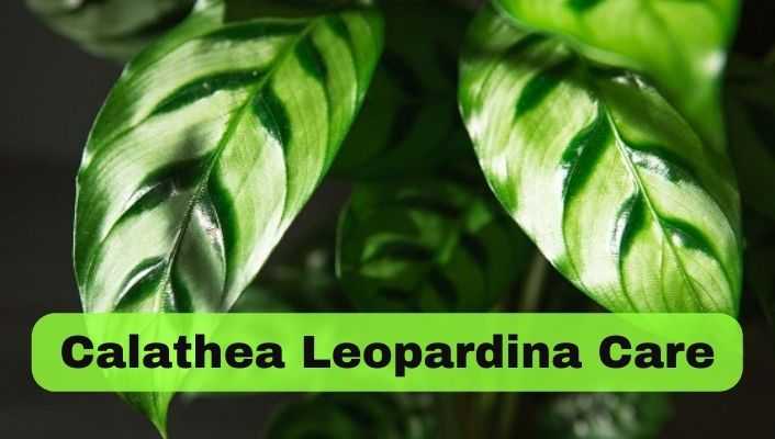 Calathea Leopardina