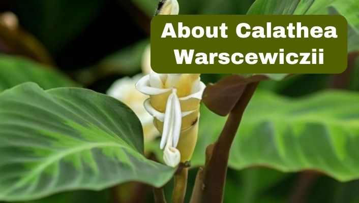 Calathea Warscewiczii
