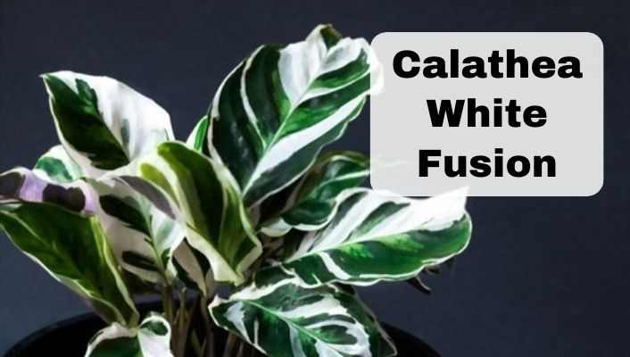 Calathea White Fusion