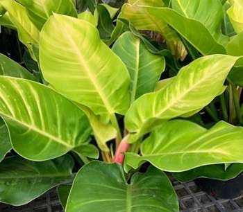 Philodendron Lemon Lime Humidity Requirements