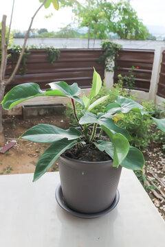 Philodendron Pedatum Care