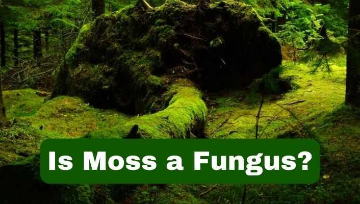 Is Moss a Fungus