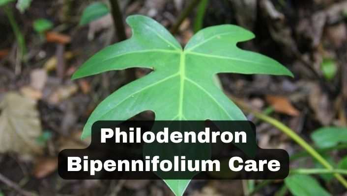 Philodendron Bipennifolium Care