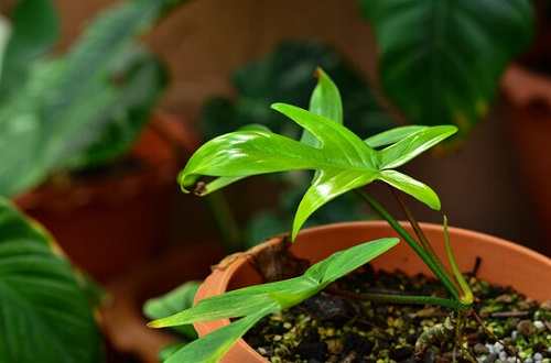 Philodendron Florida Ghost Care Guide
