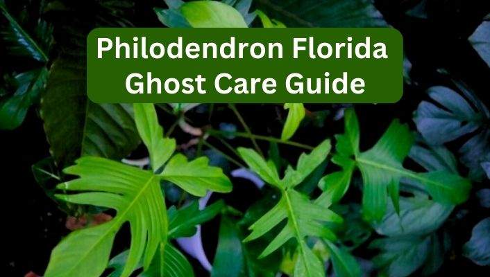 Philodendron Florida Ghost Care