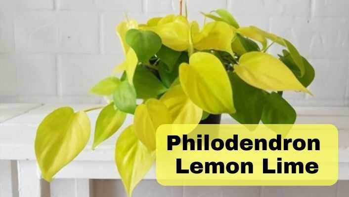 Philodendron Lemon Lime