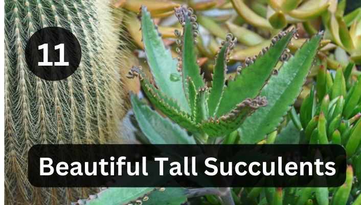 Tall Succulents