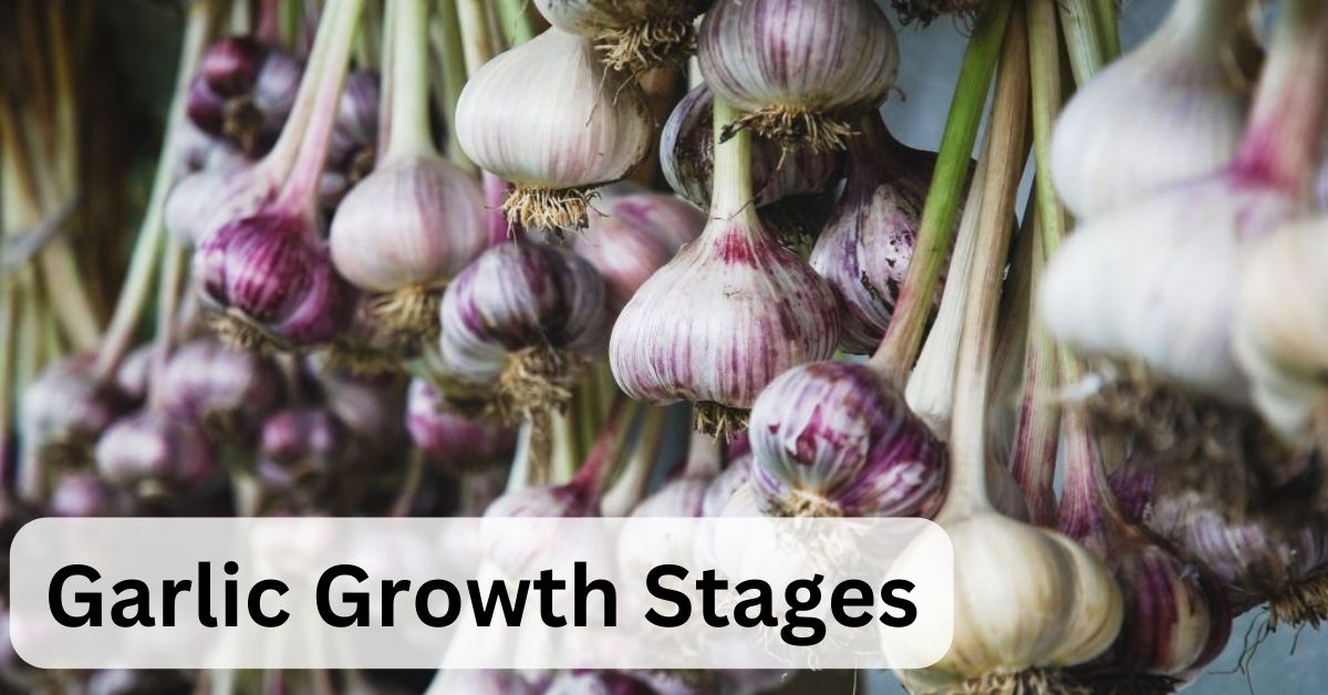 garlic growth stages