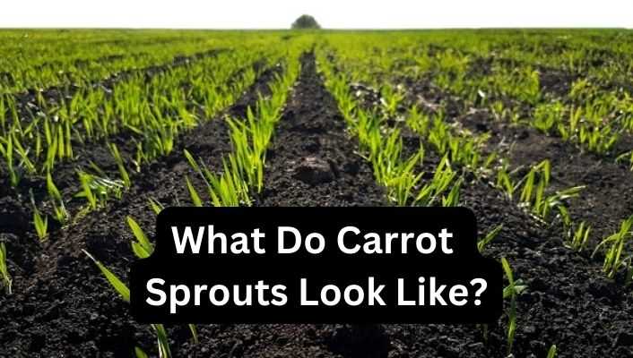 What Do Carrot Sprouts Look Like