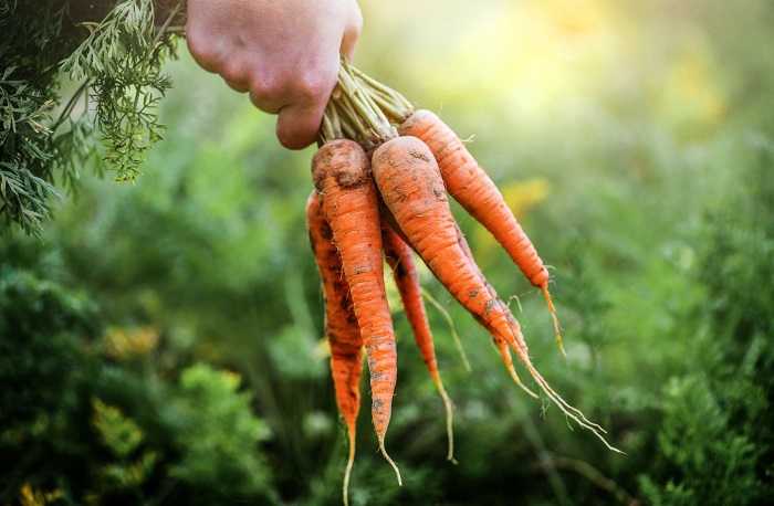Importance and requirement of Sunlight for Carrot Growth.