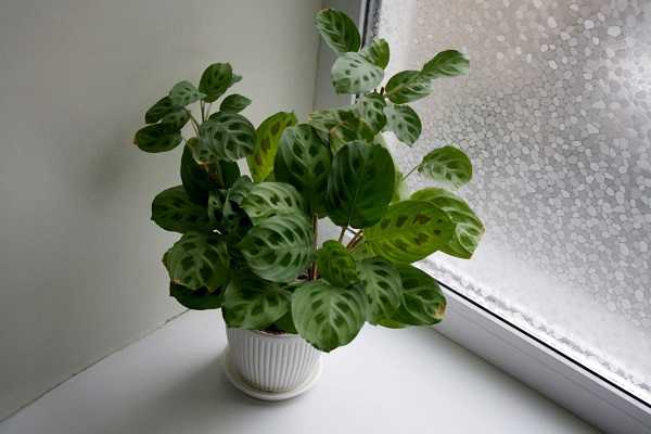How to Revive a Prayer Plant