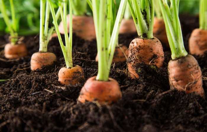 The stage of seedling growth of carrot.