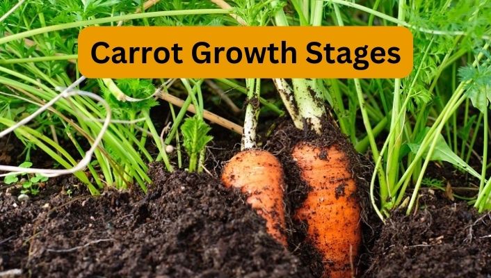 Carrot Growth Stages