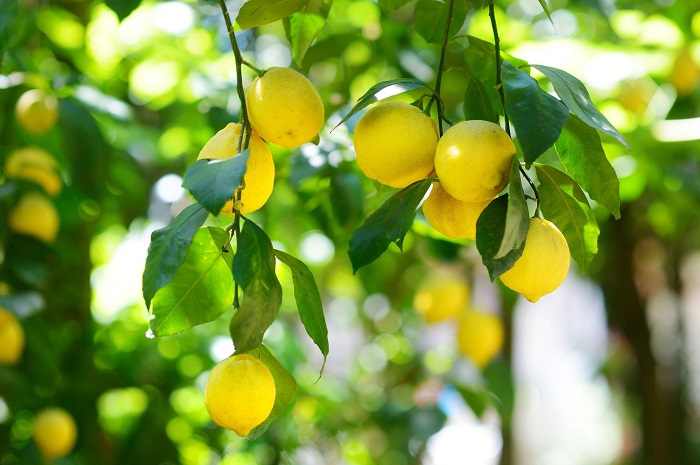 Lemon Tree Growth Stages