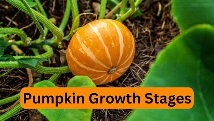 Pumpkin Growth Stages