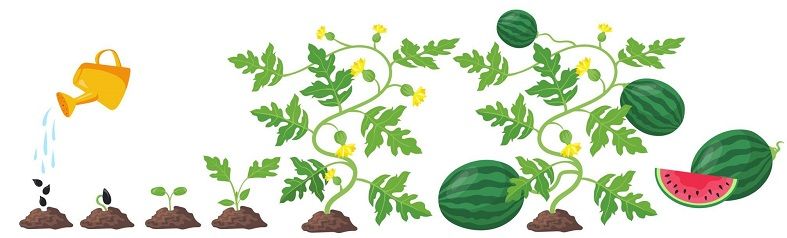 The infographic showing the watermelon growing stages