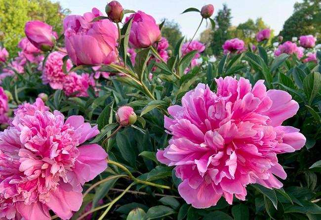 Pink Peonies glowing and blooming