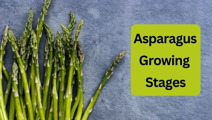 Asparagus Growing Stages