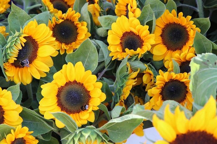 Beautiful and bright sunflowers