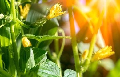 Beautiful yellow flowers on a cucumber plant