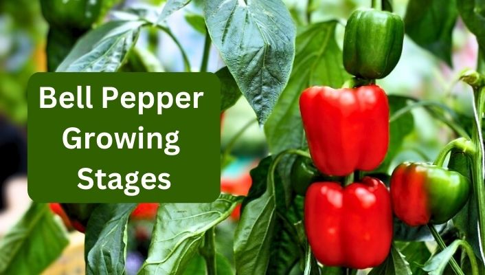 Bell Pepper Growing Stages