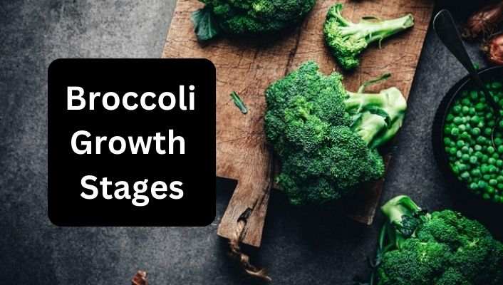Broccoli Growth Stages