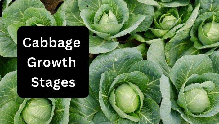 Cabbage Growth Stages