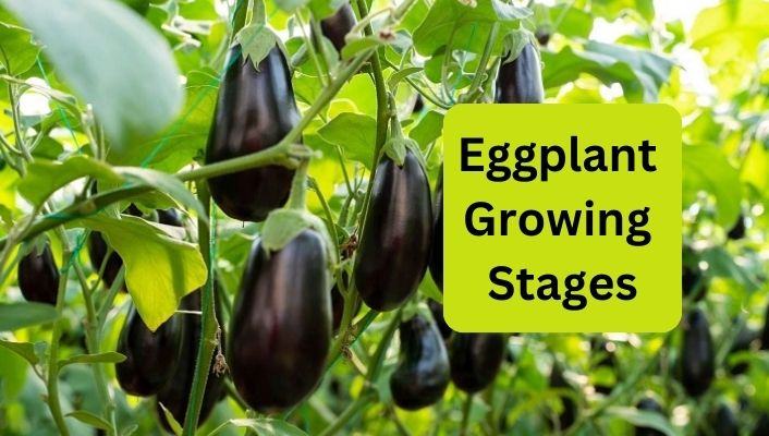 Eggplant Growing Stages