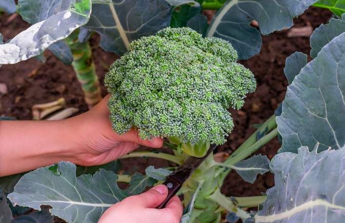 Female hands harvesting the fresh broccoli