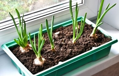 Fresh green onions sprouting in a container