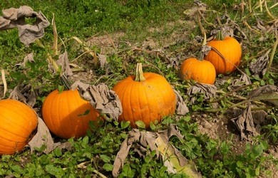 Fresh harvested pumpkins in the field