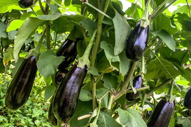 Fresh organic eggplants in the garden