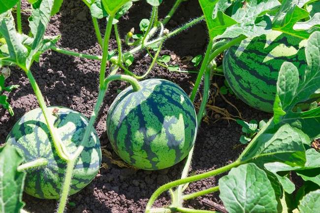 Fresh watermelons on the melon field