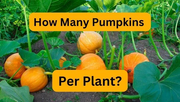 How Many Pumpkins Per Plant