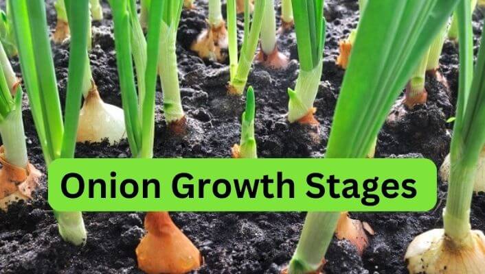 Onion Growth Stages