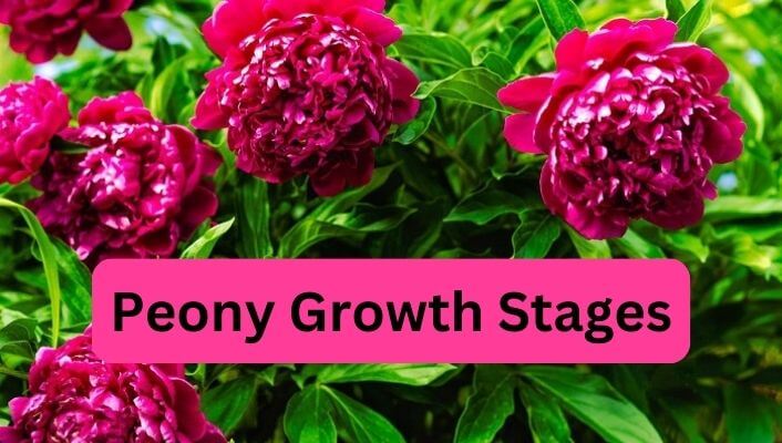 Peony Growth Stages