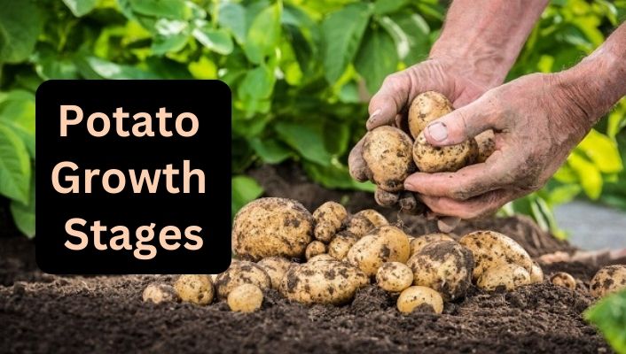 Potato Growth Stages