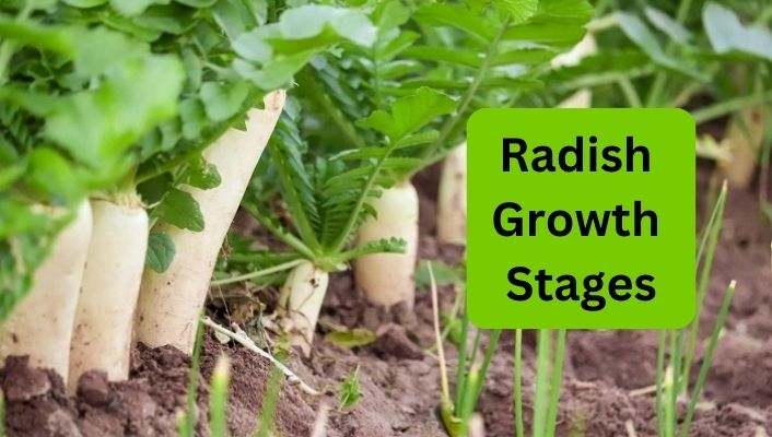 Radish Growth Stages