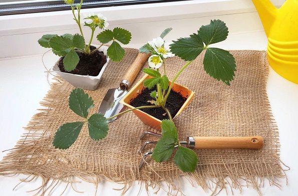 Seedling stage of strawberry plant