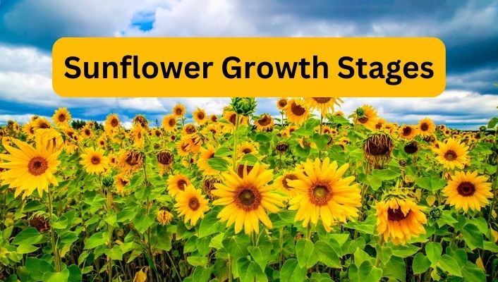 The 7 Sunflower Growth Stages