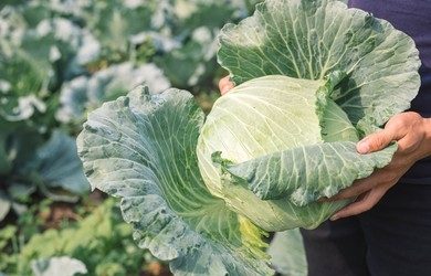 The Flowering Level of Cabbage